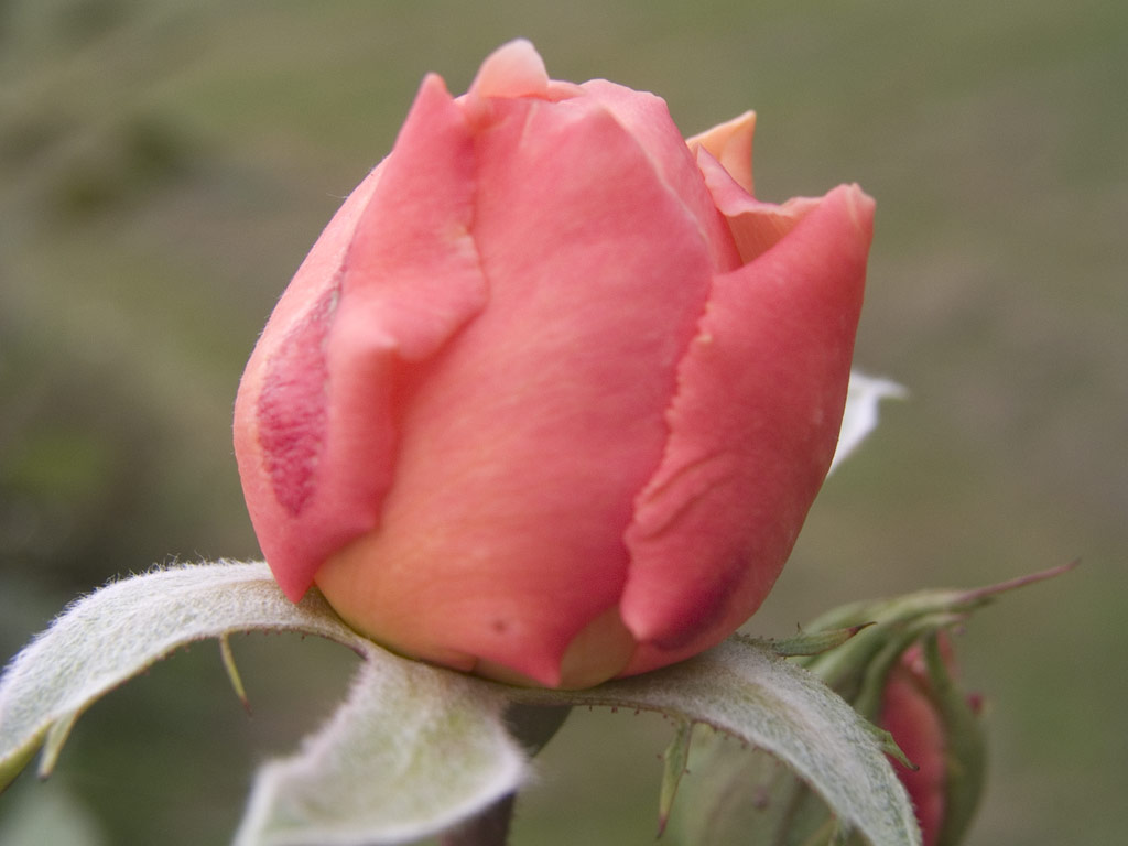 růže A Shropshire Lad