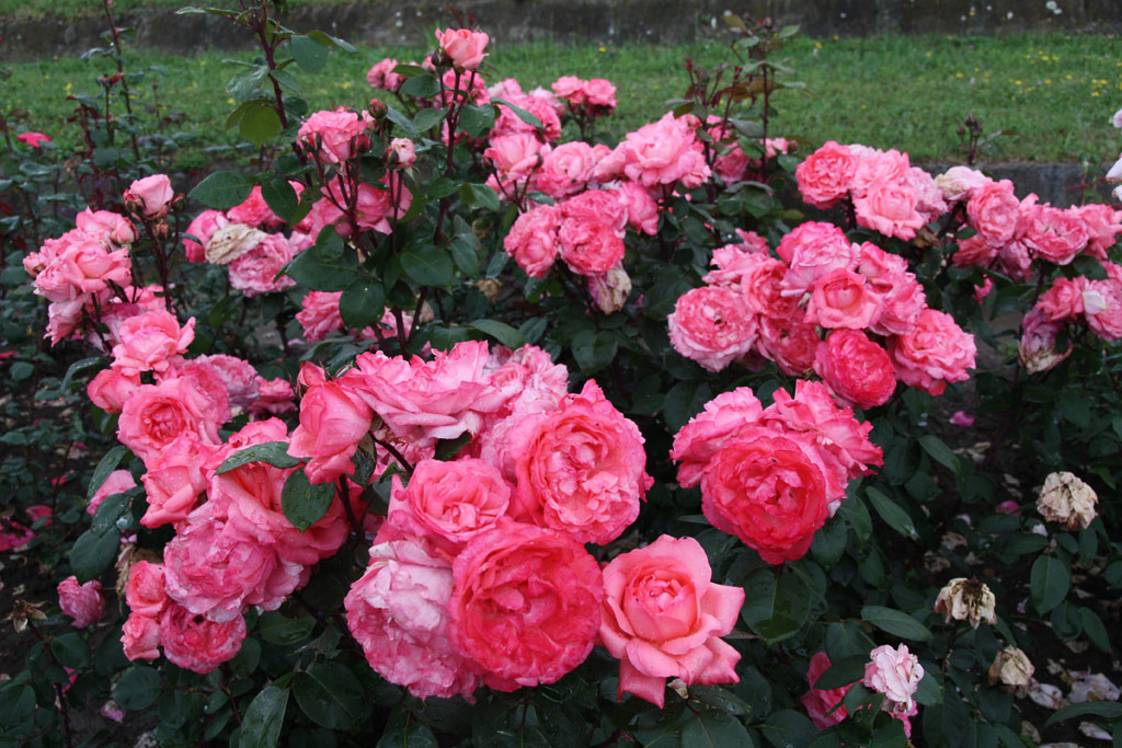 růže Aachener Dom