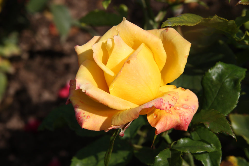 růže Aalsmeer Gold