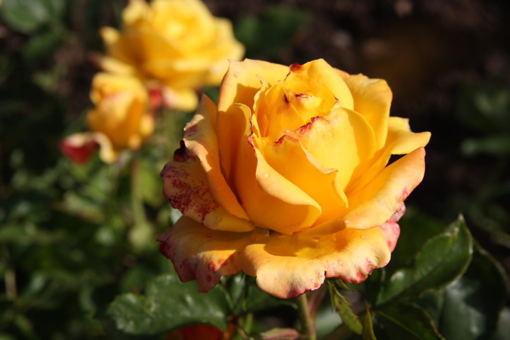 růže Aalsmeer Gold