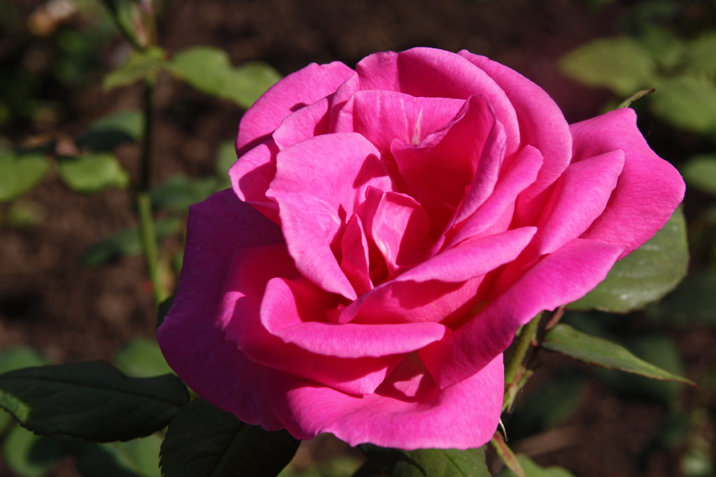 růže Abb� Millot