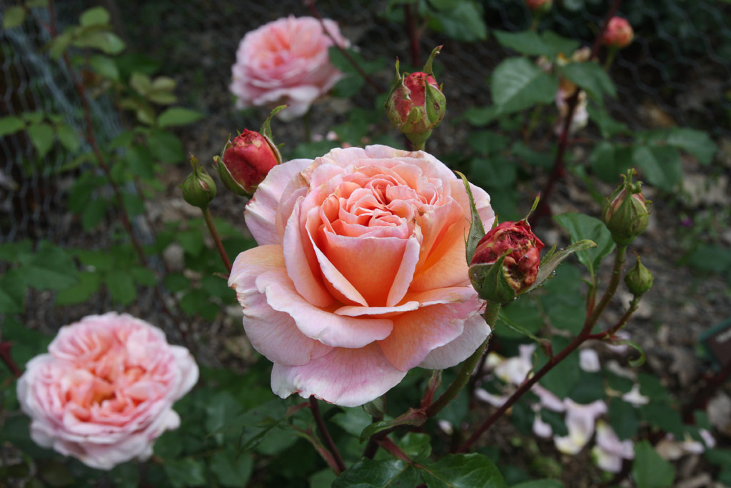 růže Abraham Darby