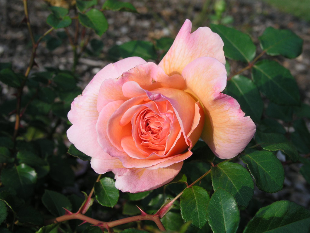 růže Abraham Darby