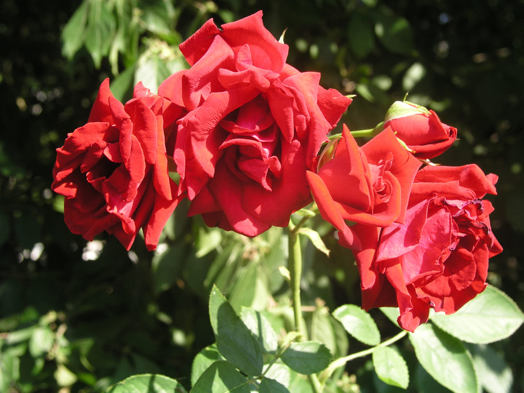 růže Abraxas