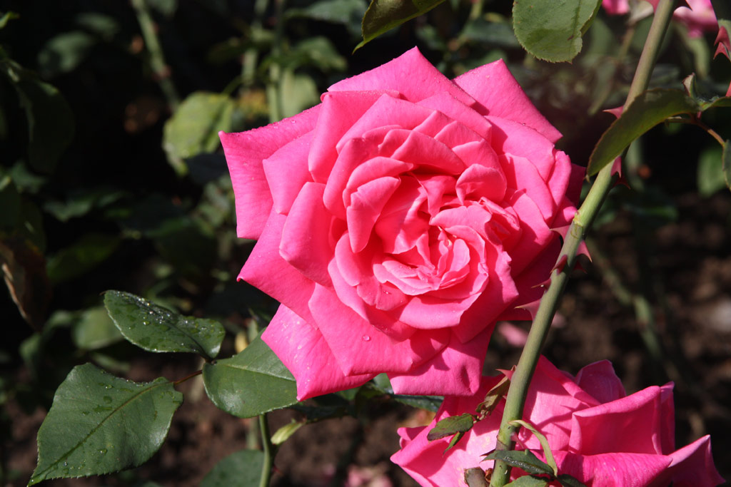 růže Abu