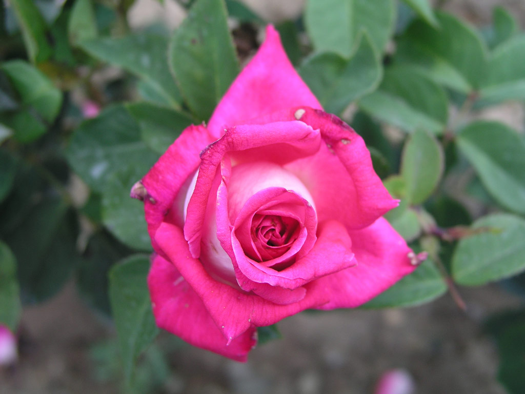 růže Acapella