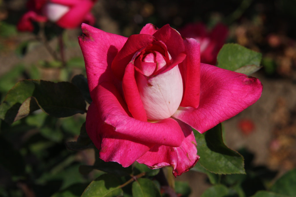 růže Acapella