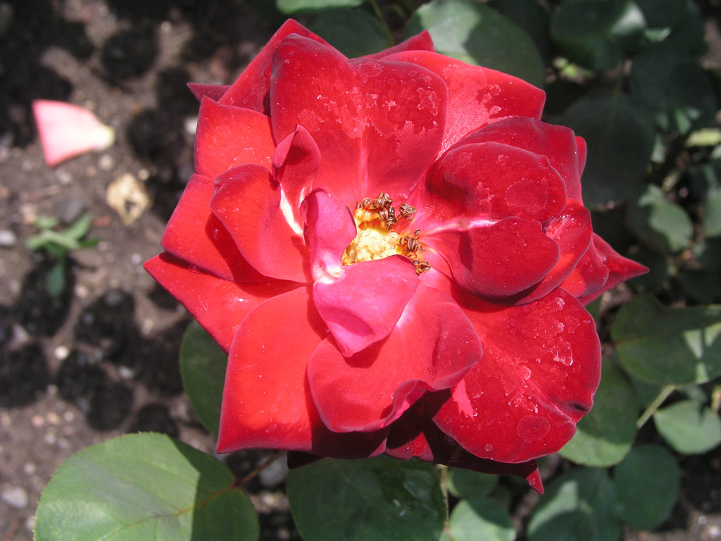 růže Adagio (GPG)