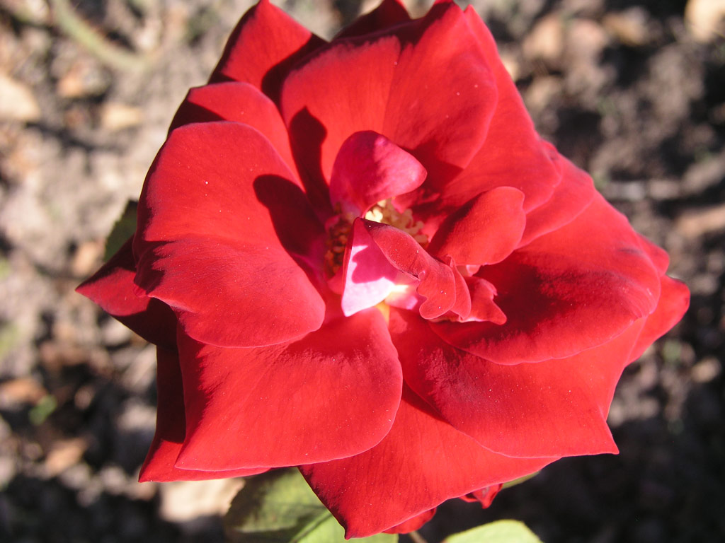 růže Adagio (GPG)