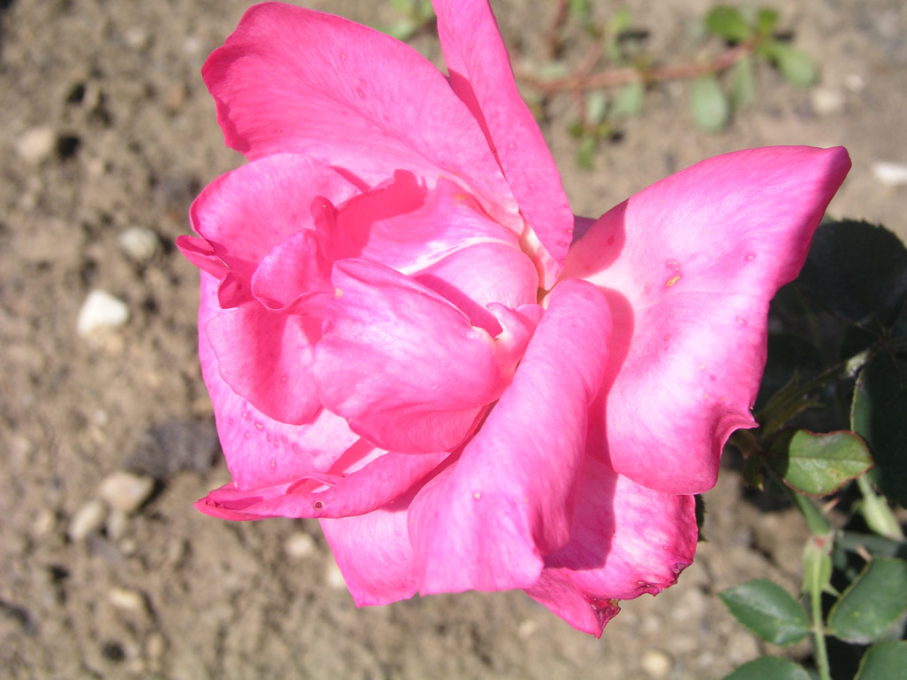 růže Adolf Deegen