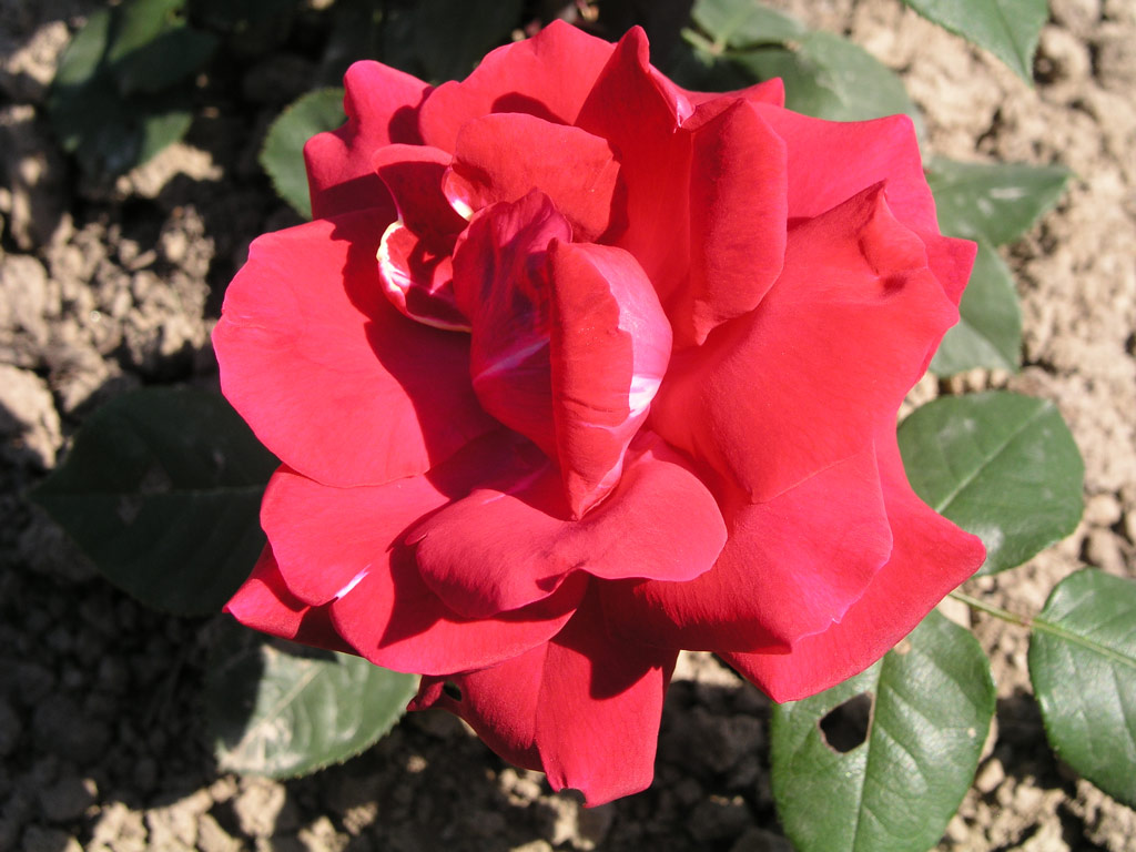 růže Adolf Grille