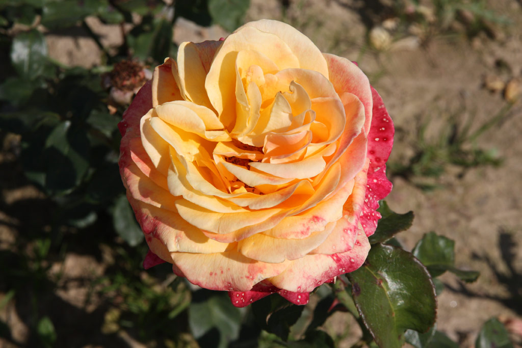růže Adolf Horstmann
