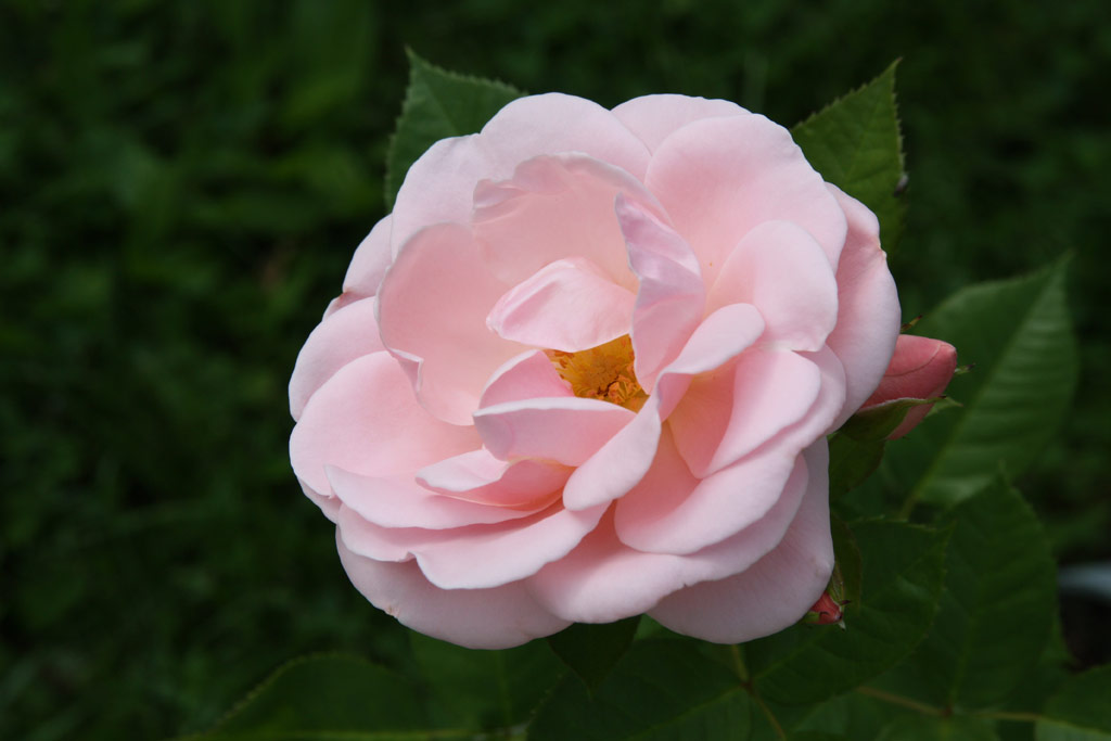 růže Adson von Melk (Harkness)