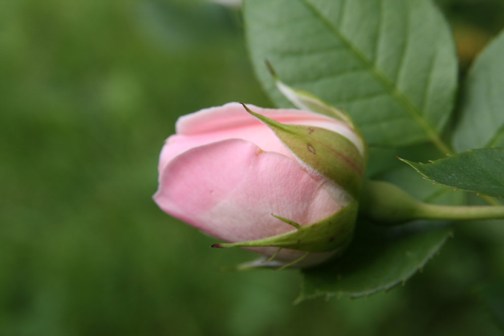 růže Adson von Melk (Harkness)