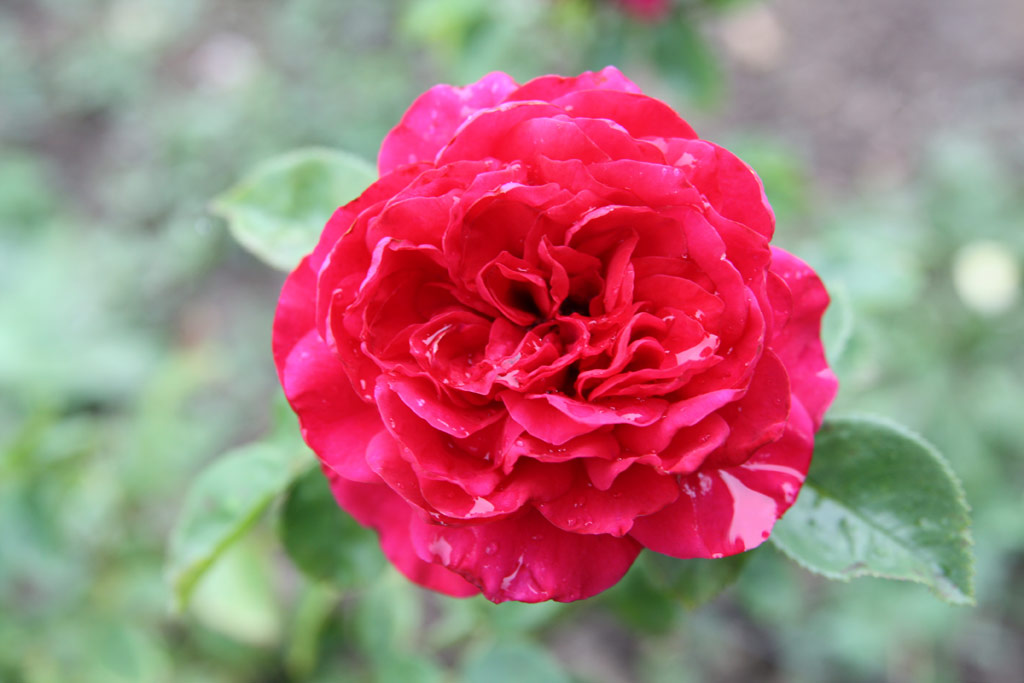 růže Ady Endre Eml�ke