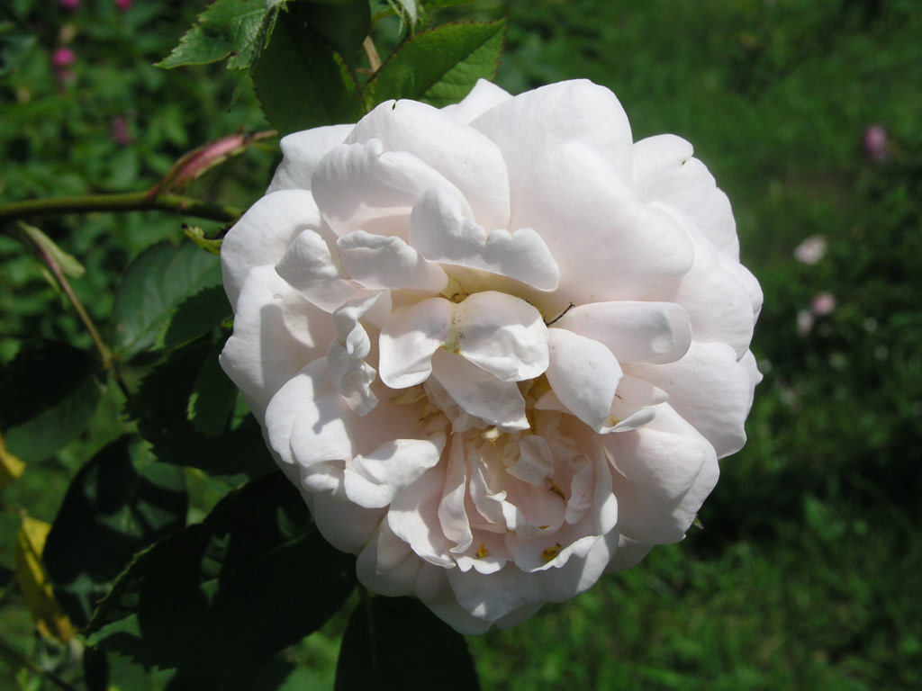 růže Aennchen von Tharau