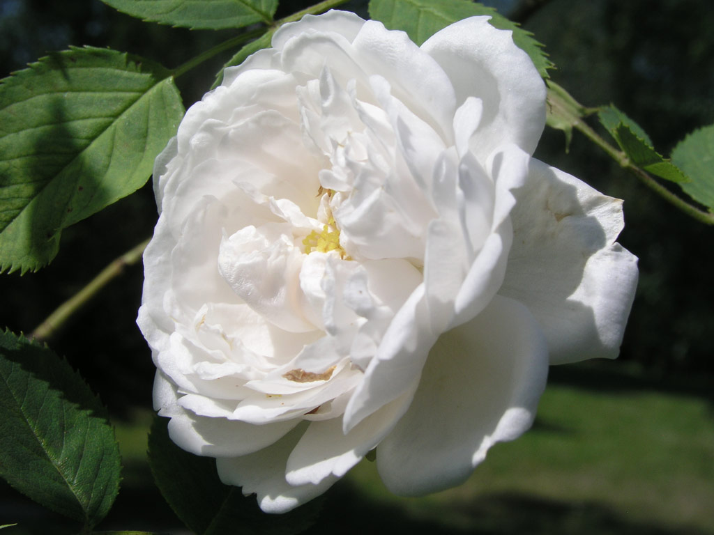 růže Aennchen von Tharau