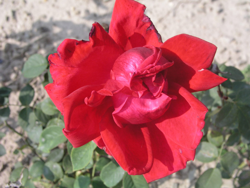 růže Aenne Burda