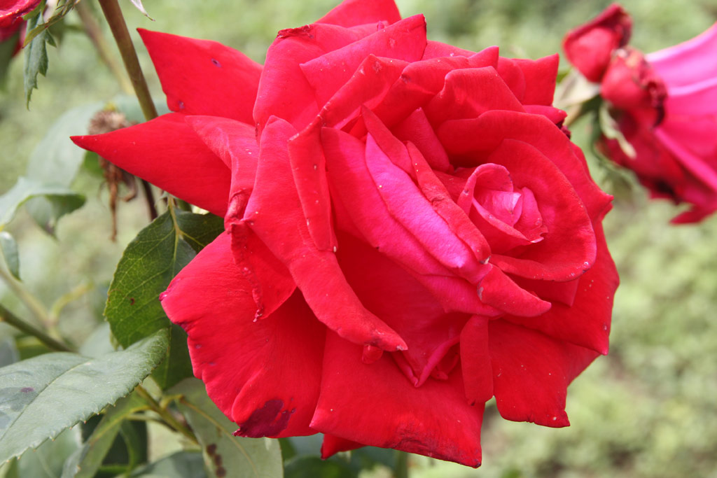 růže Aenne Burda