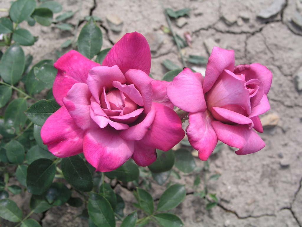 růže Africa Star