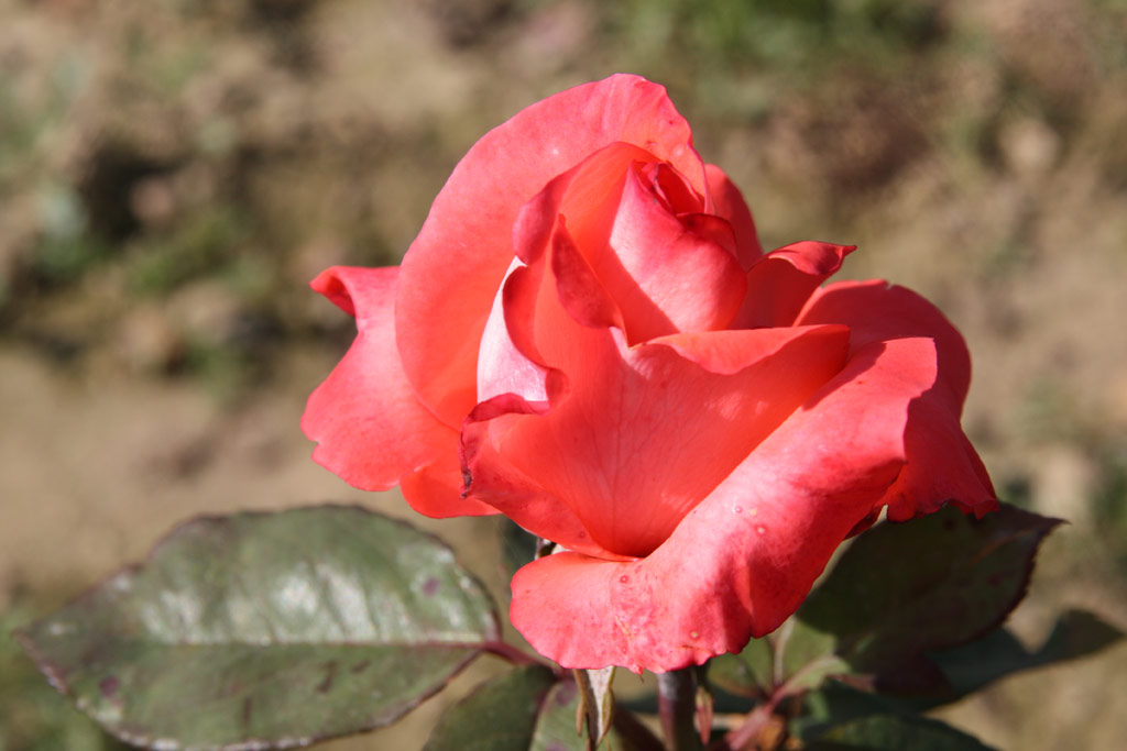 růže Agena