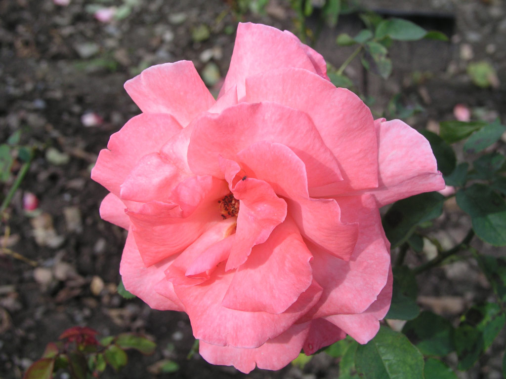 růže Agena