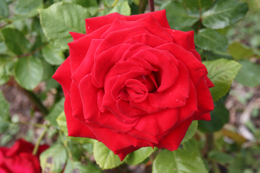 růže Agnes Baltsa