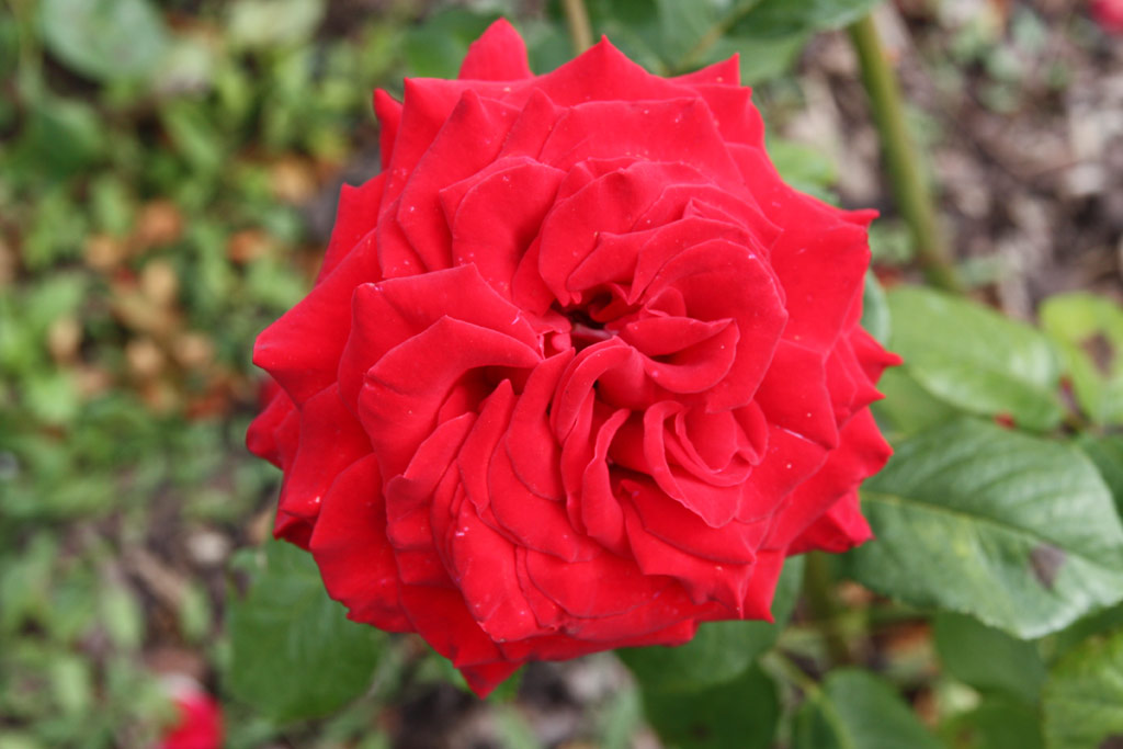 růže Agnes Baltsa