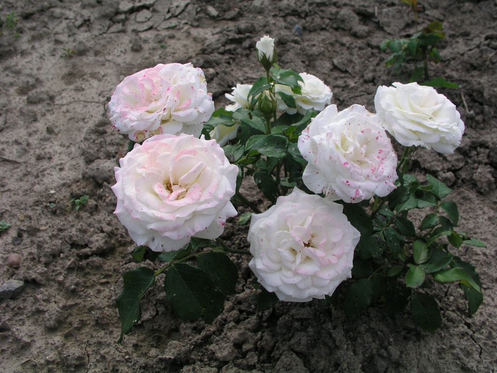 růže Akito