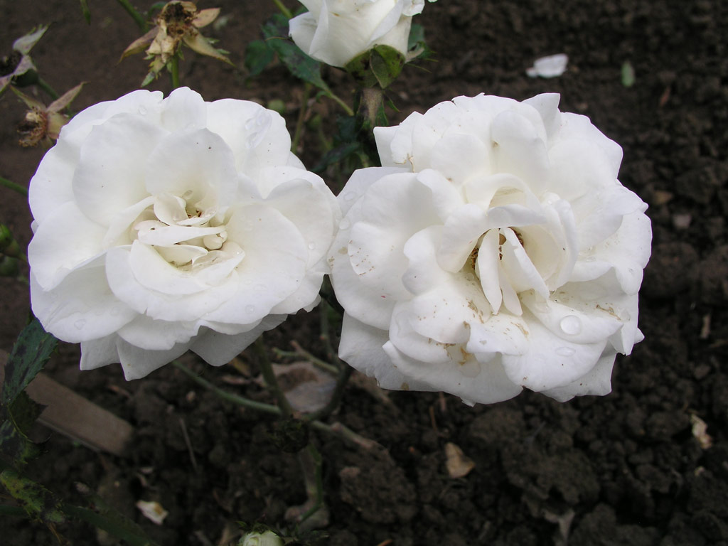 růže Akito