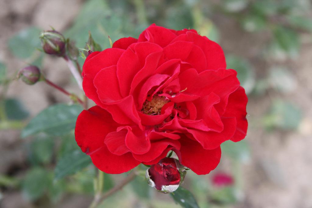 růže Alain