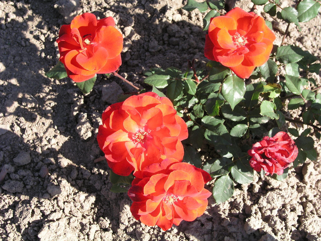 růže Alamein