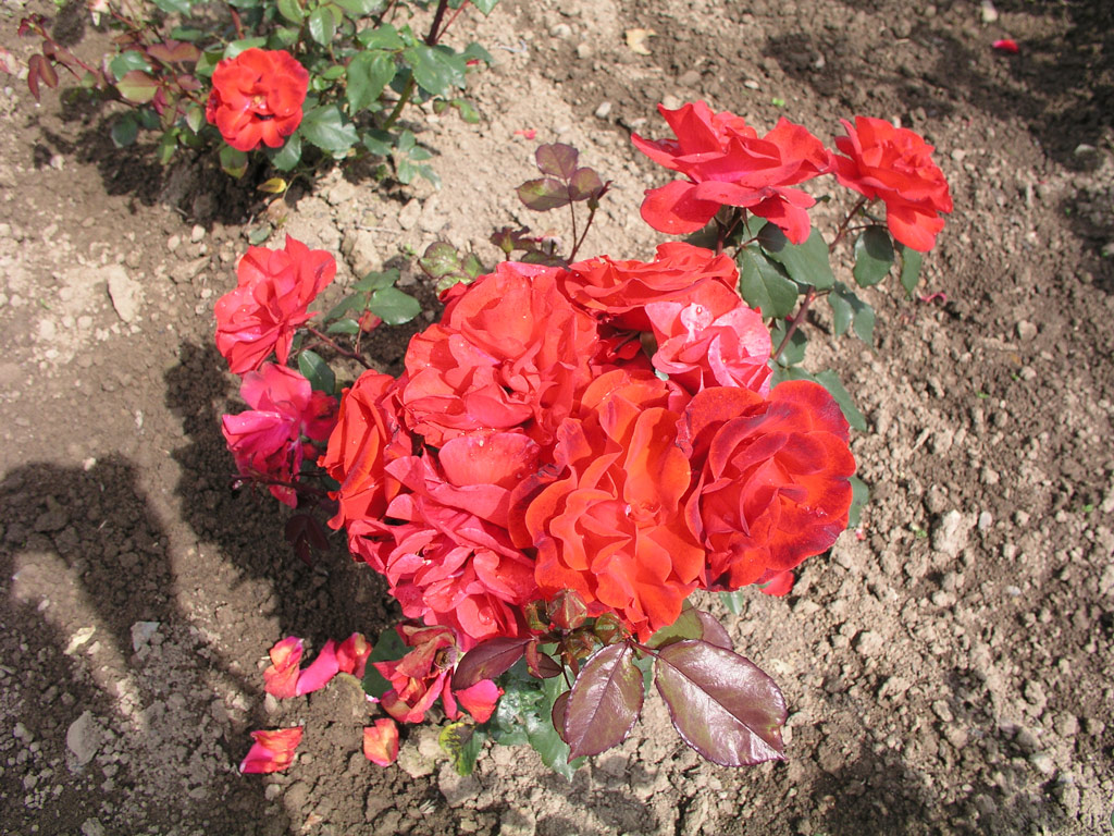 růže Alamein