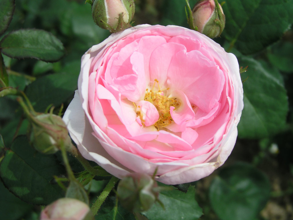 růže Alan Titchmarsh