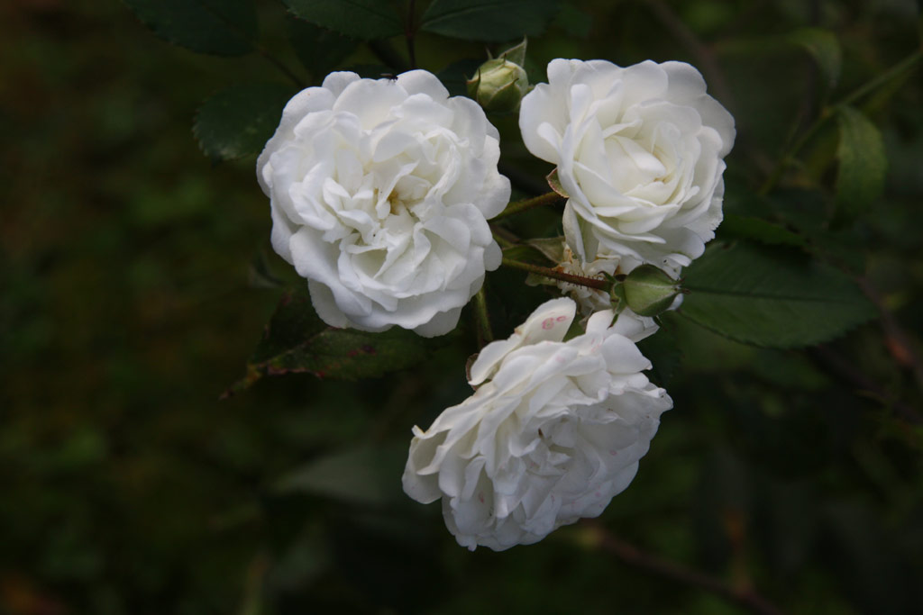 růže Alba Meidiland