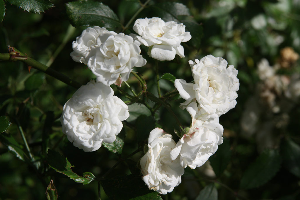 růže Alba Meidiland