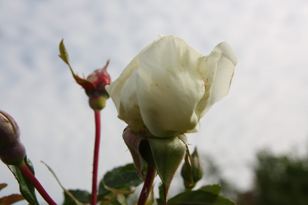 růže Alb�ric Barbier