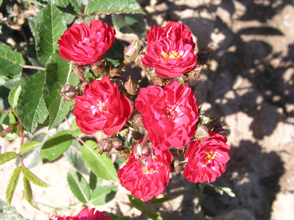 růže Alberich