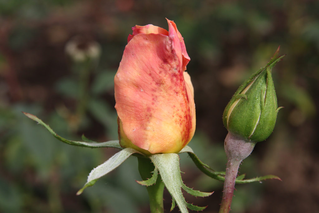 růže Albert Gilles