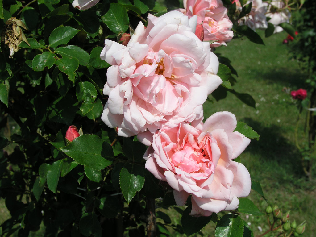 růže Albertine