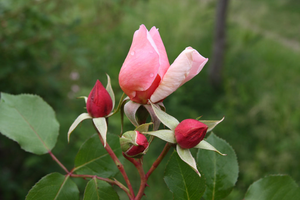růže Albertine
