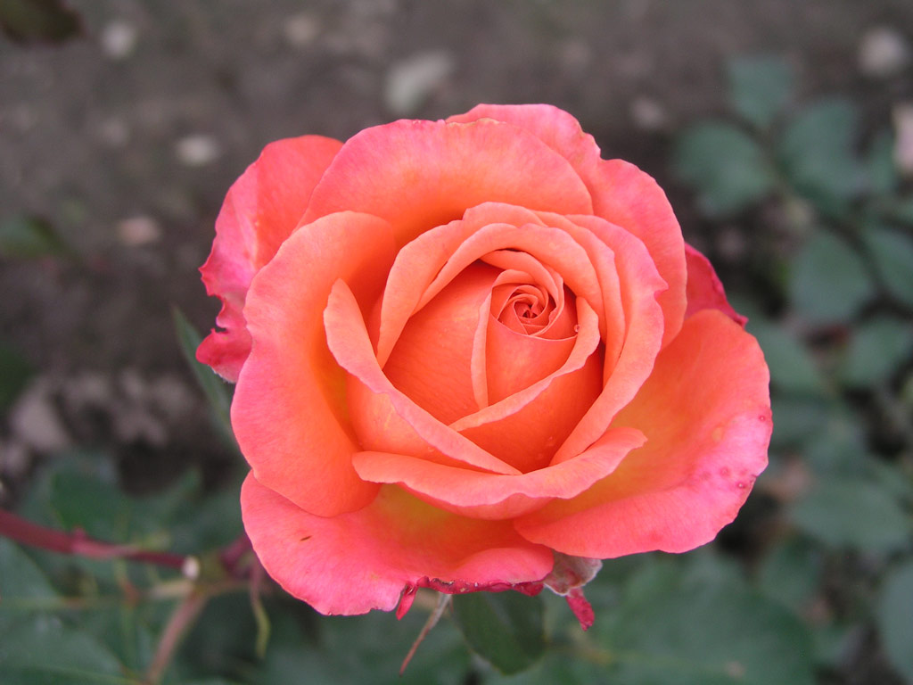 růže Albrecht D�rer