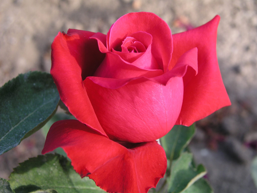 růže Alec�s Red