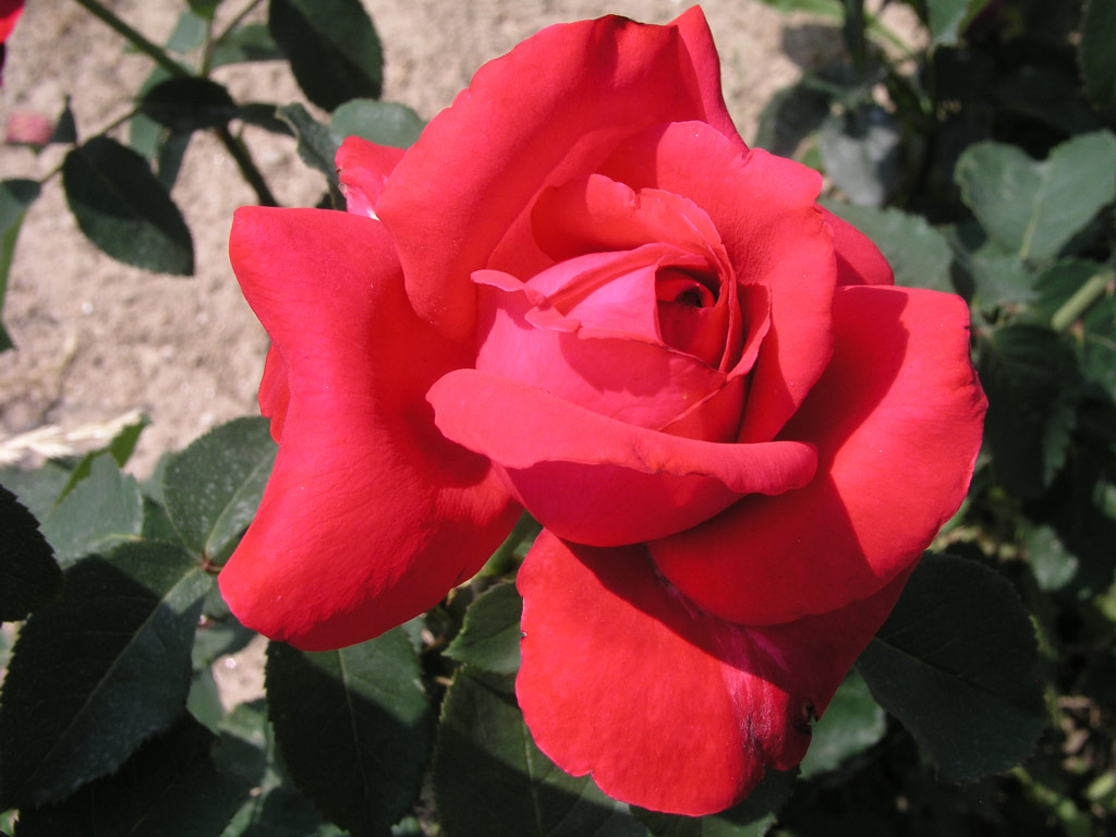 růže Alecs Red