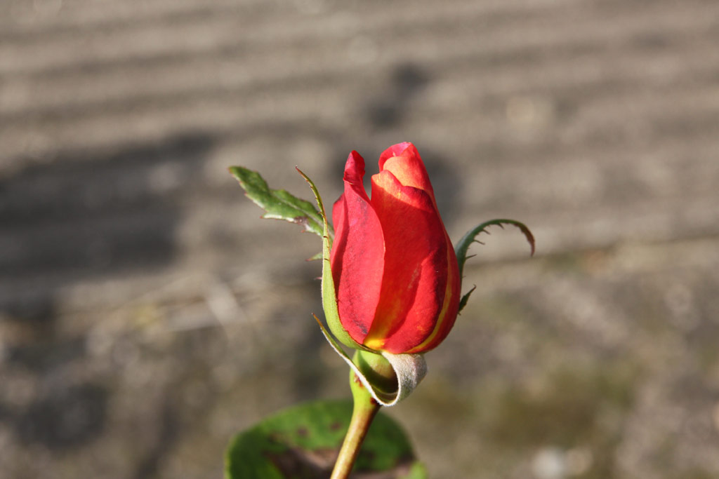 růže Alena
