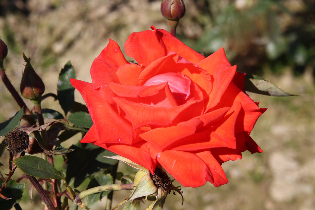 růže Alexander