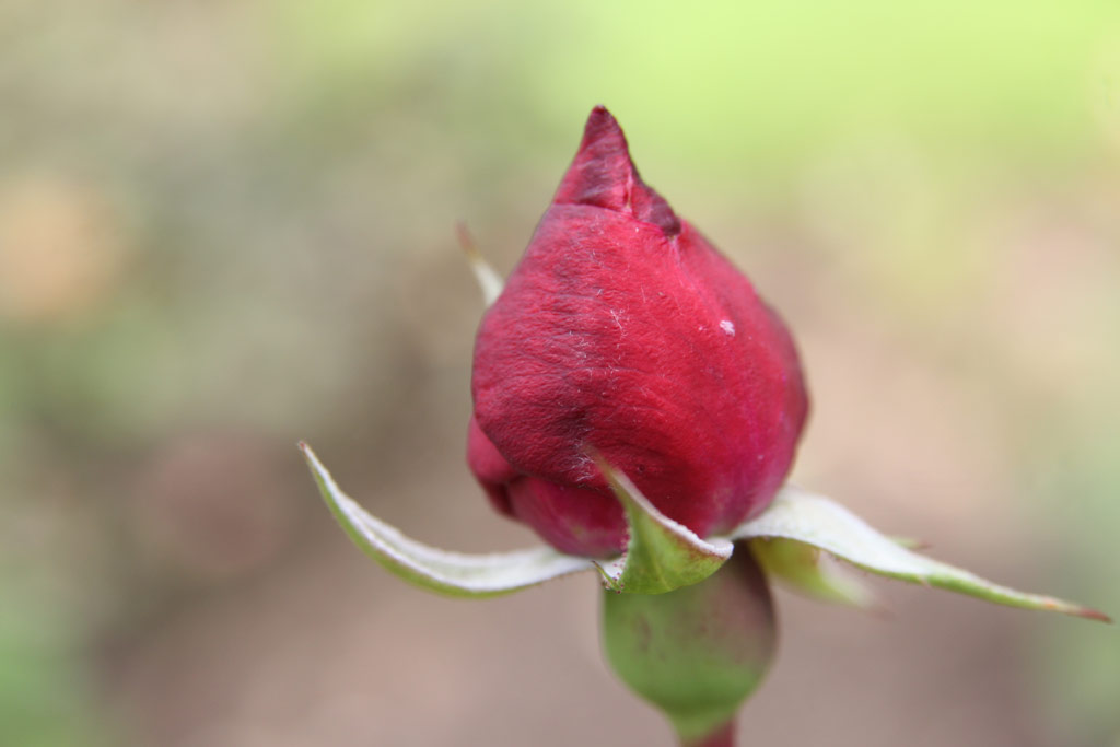 růže Alexander Emslie