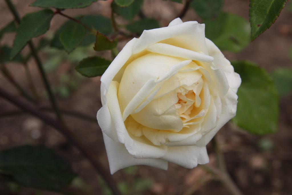růže Alexander Hill Gray