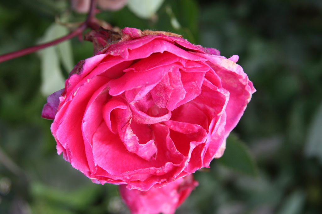 růže Alexander Mackenzie