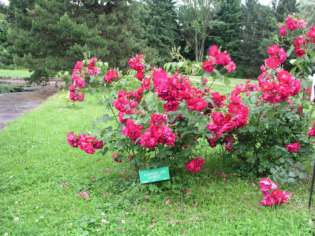 růže Alexander von Humboldt